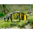 Kép 7/7 - KLS Dice 2 Polarized kerékpáros szemüveg - polarizált Gold / Gold + Transparent